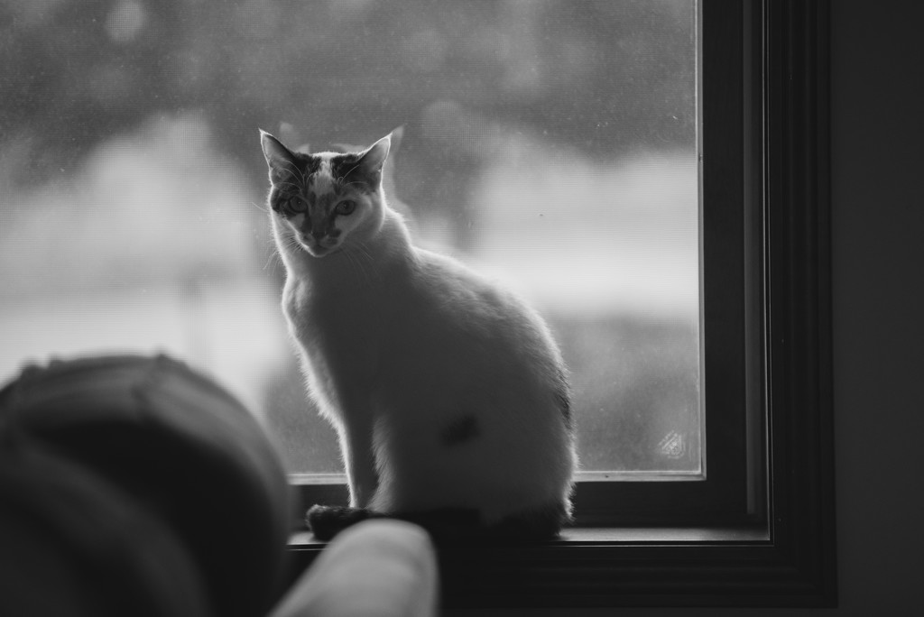 le chat à la fenêtre by jackies365