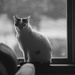 le chat à la fenêtre by jackies365
