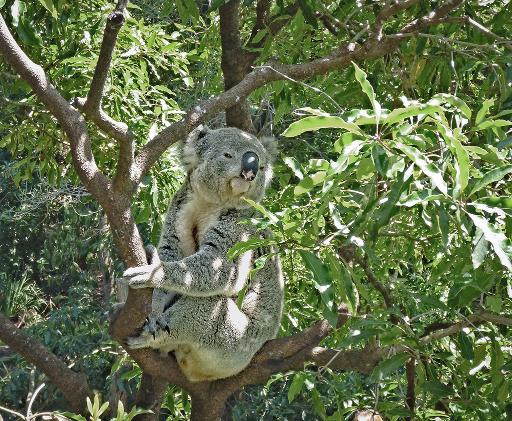 Taronga Koala by gardencat