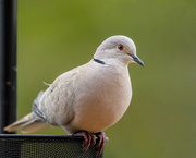 15th Jun 2021 - Eurasian Collared-Dove stealing some songbird seed