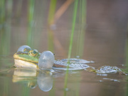 15th Jun 2021 - A green frog 