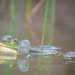 A green frog  by haskar