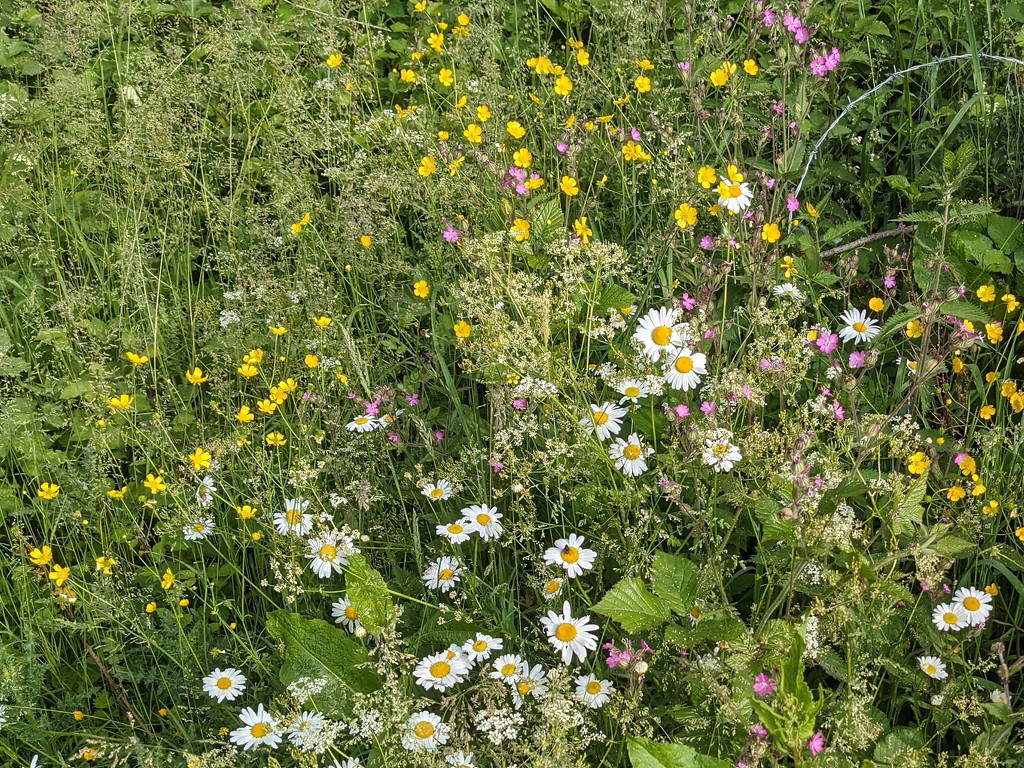 Meadow Flowers by bulldog