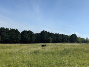 14th Jun 2021 - Tiny Horse In The Meadow