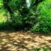 Dappled Summer Path. by teresahodgkinson