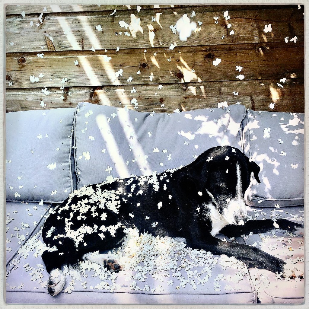 Snow dog by mastermek