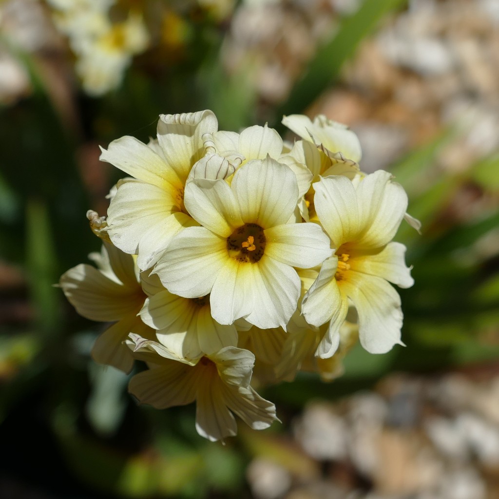 Pale yellow-eyed grass (sisyrinchium striatum) by cam365pix