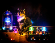 16th Jun 2021 - The time travellers cat