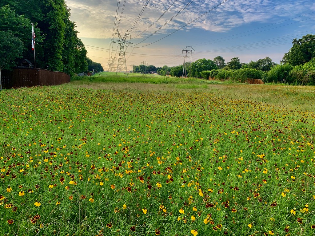 The prairie cone wildflower meadow at Victoria Park  by louannwarren
