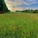 The prairie cone wildflower meadow at Victoria Park  by louannwarren