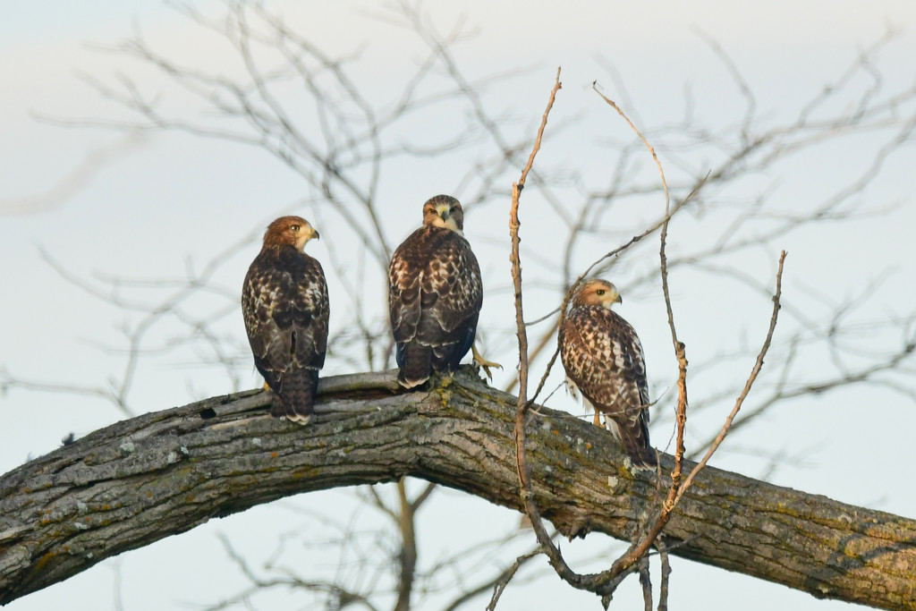 Three Juvenile Hawks Share a Branch by kareenking
