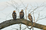 15th Jun 2021 - Three Juvenile Hawks Share a Branch