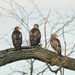 Three Juvenile Hawks Share a Branch by kareenking