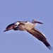 Pelican Fly By_6160098 by merrelyn