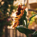 Side Sunflower by cjphoto