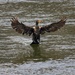 LHG- Cormorant-tail drag by rontu
