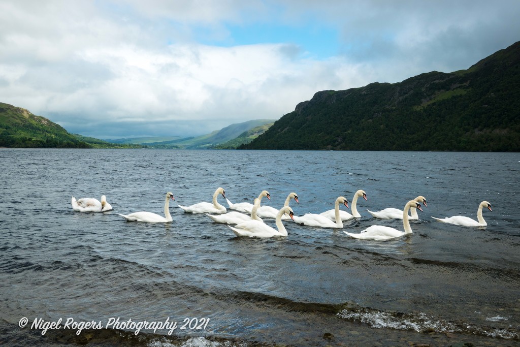 swans on Ullswater by nigelrogers