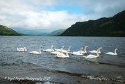16th Jun 2021 - swans on Ullswater