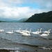 swans on Ullswater by nigelrogers