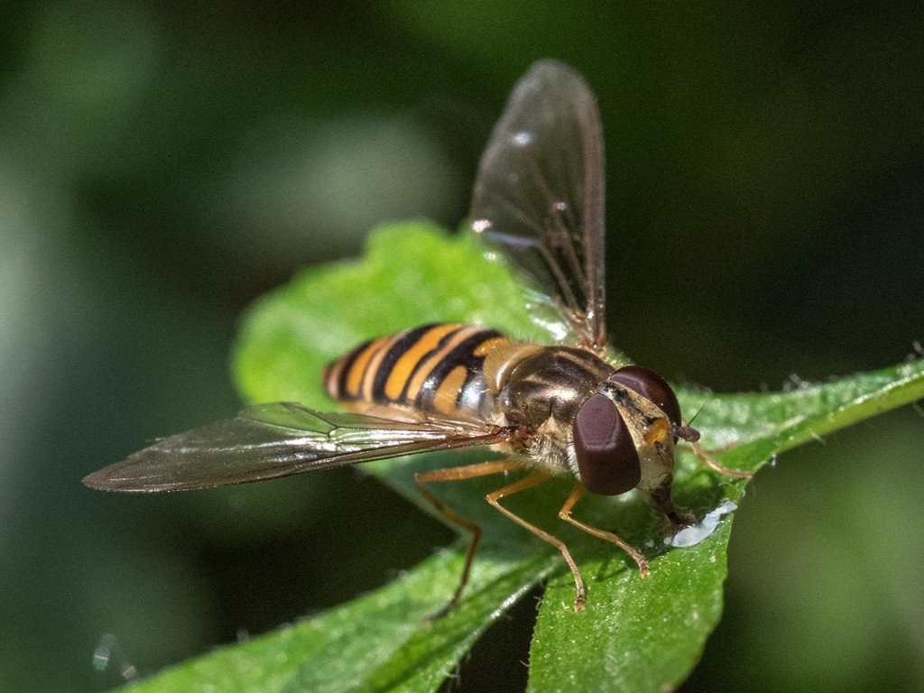 Hoverfly by barrowlane