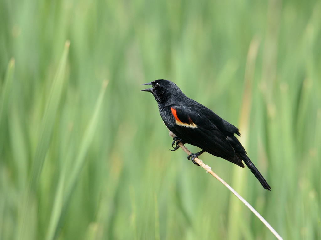 Red-Winged Blackbird by sprphotos