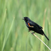 Red-Winged Blackbird by sprphotos
