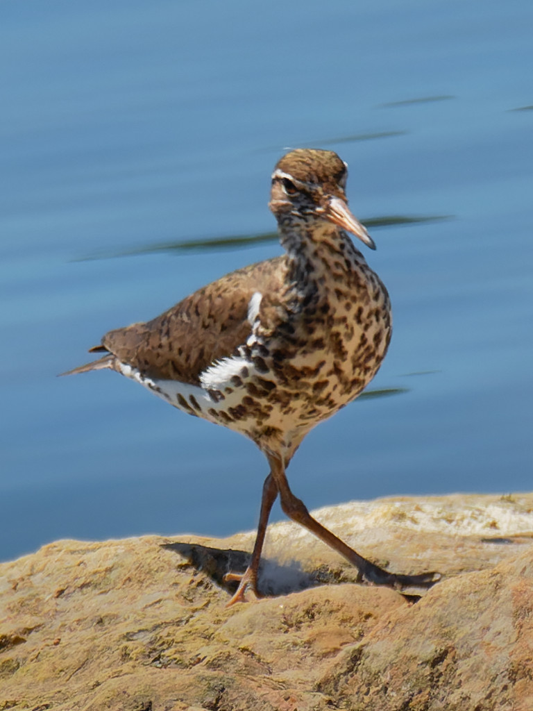 spotted sandpiper by rminer