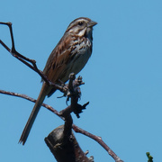 16th Jun 2021 - song sparrow