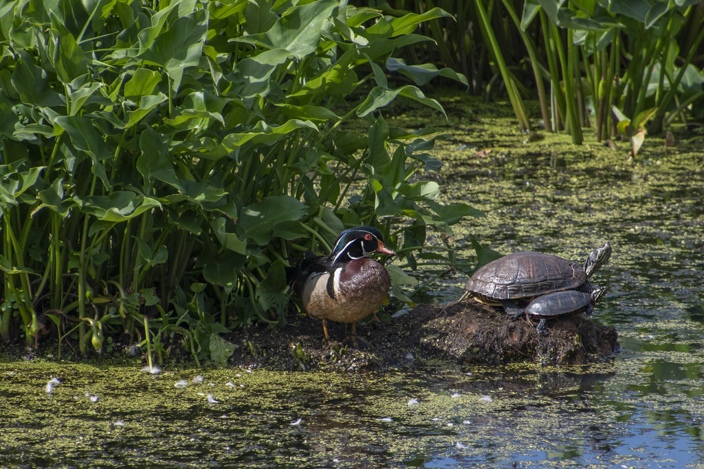 Mr. Wood Duck and The Turtles by timerskine