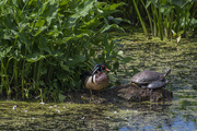 15th Jun 2021 - Mr. Wood Duck and The Turtles