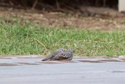 15th Jun 2021 - Sweet pigeon pair 