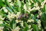 15th Jun 2021 - Western honey bee