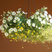 Basket of flowers by larrysphotos
