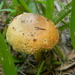 Mushroom by sfeldphotos