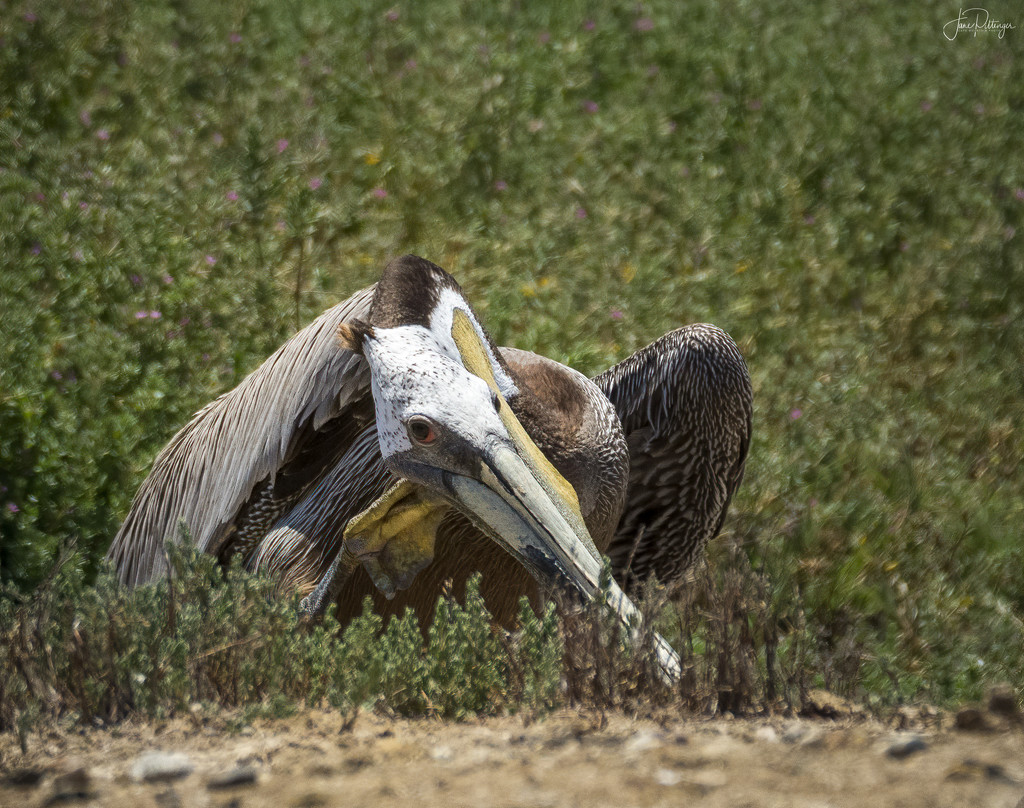 Brown Pelican Hunkered Down  by jgpittenger