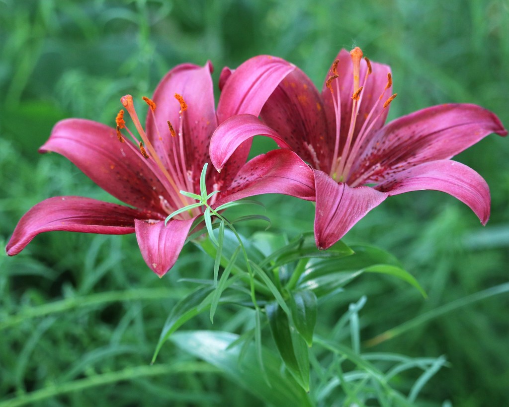June 16: Red Lilies by daisymiller