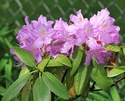 24th May 2021 - May 24: Rhododendron