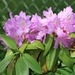 May 24: Rhododendron by daisymiller