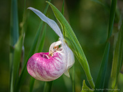 16th Jun 2021 - A Spider Visits the Showy Ladyslipper