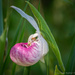 A Spider Visits the Showy Ladyslipper by taffy