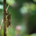 A NW Cicada by teriyakih