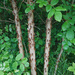 Brood X (10) on tree trunks by annepann