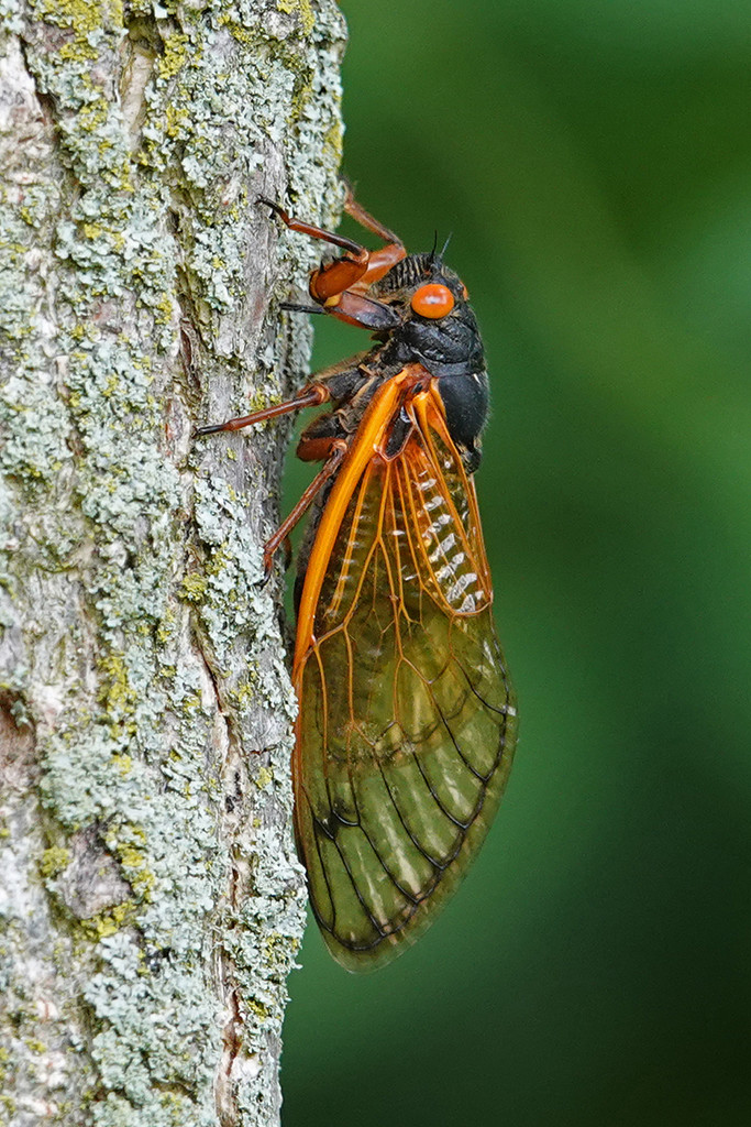 Brood X cicada close-up by annepann