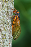 12th Jun 2021 - Brood X cicada close-up