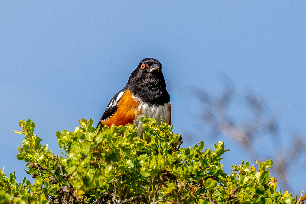 Spotted Towhee giving me a look by nicoleweg