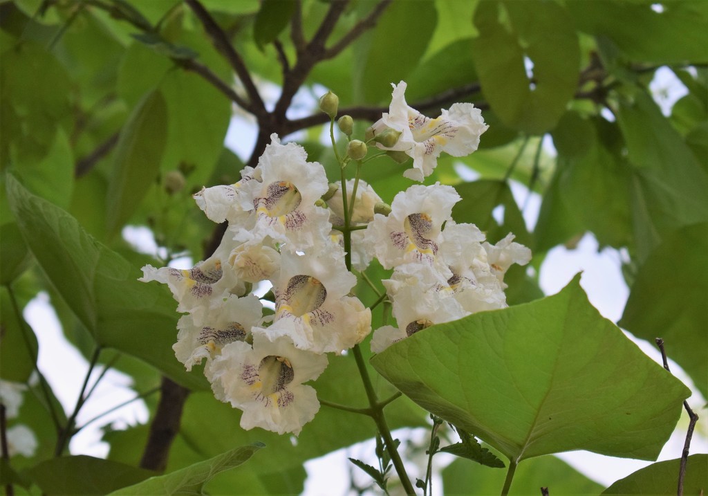 Catalpa blooms by sandlily