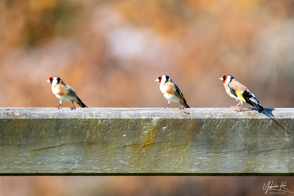 Three Goldfinch by yorkshirekiwi