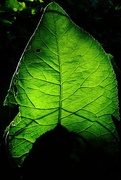 17th Jun 2021 - Green Leaf