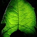 Green Leaf by allsop