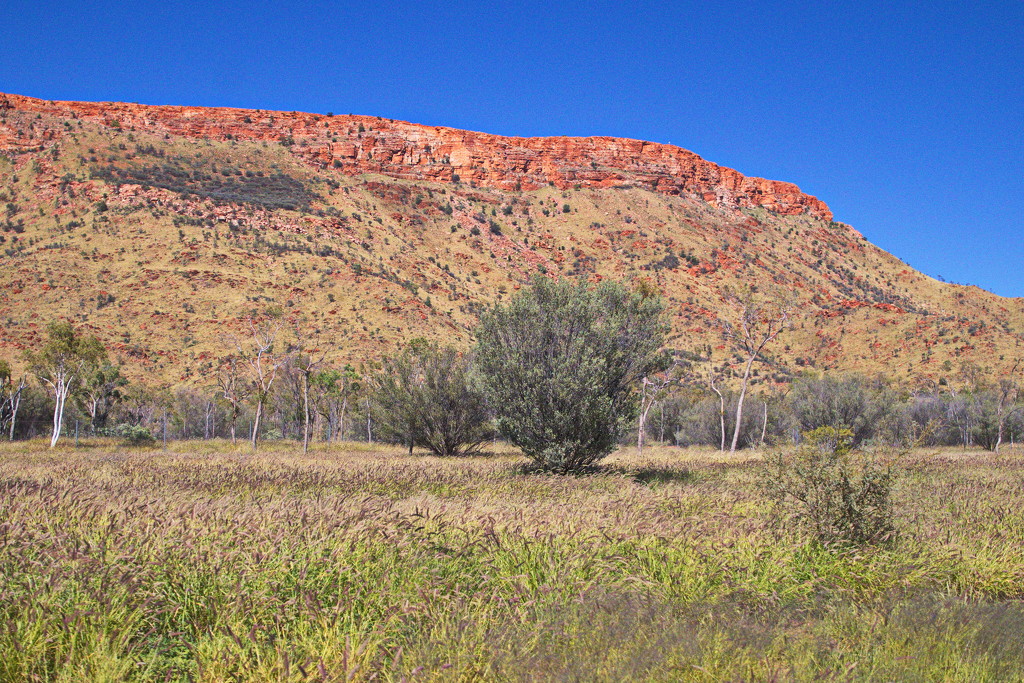 Day 7 - MacDonnell Ranges at Alice Springs by terryliv